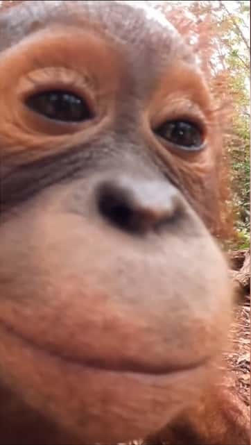 orangutan