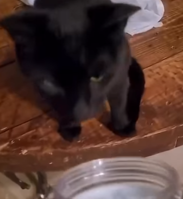 cat drug addict