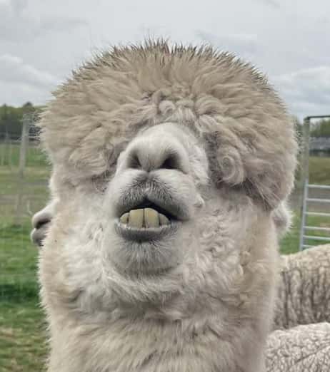 DERPACA