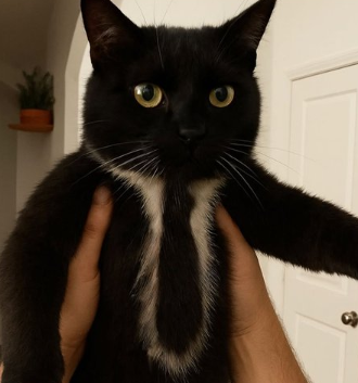 gantelman cat