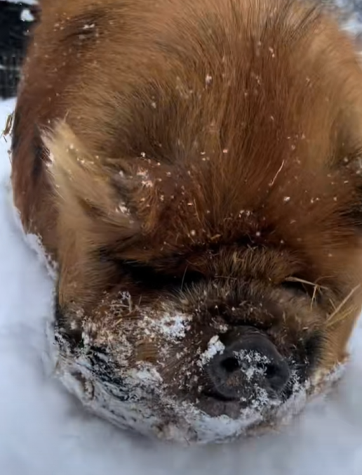 Warm Winter Hog