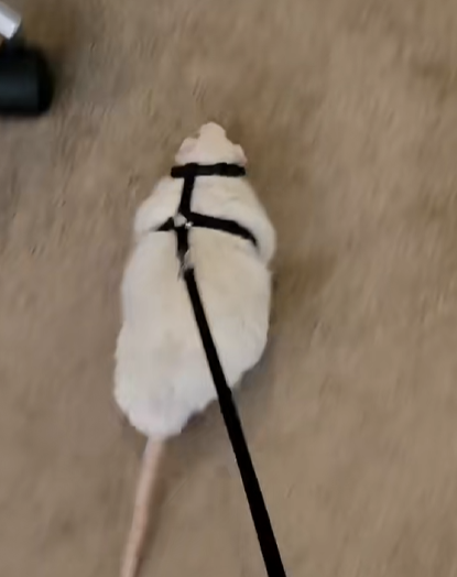 rat but bdsm