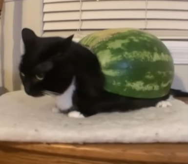 turtle cat