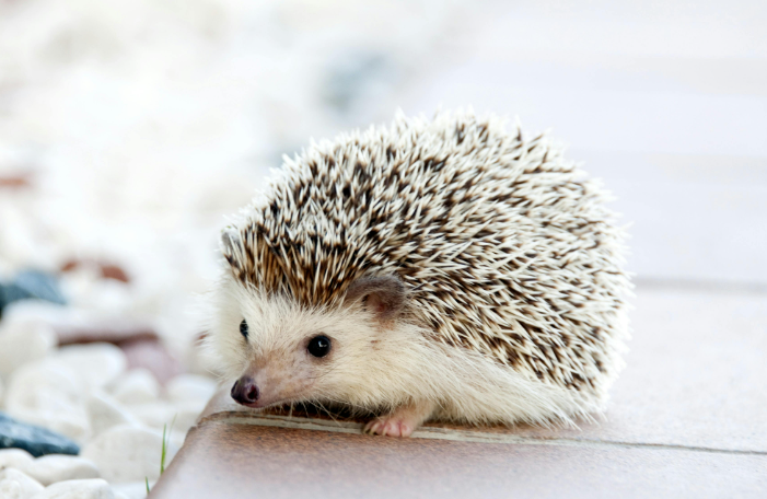 cute hedgehog
