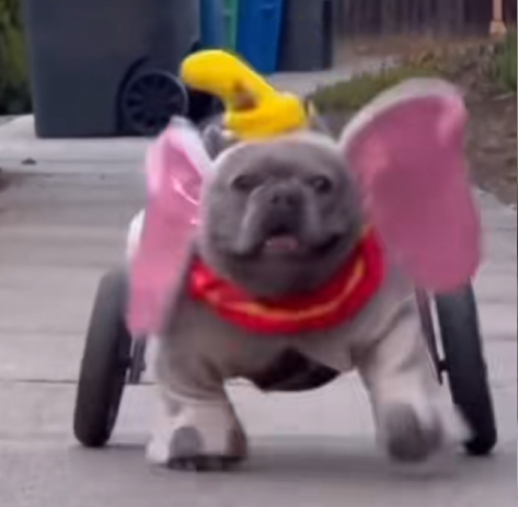 Rogue Buldogue